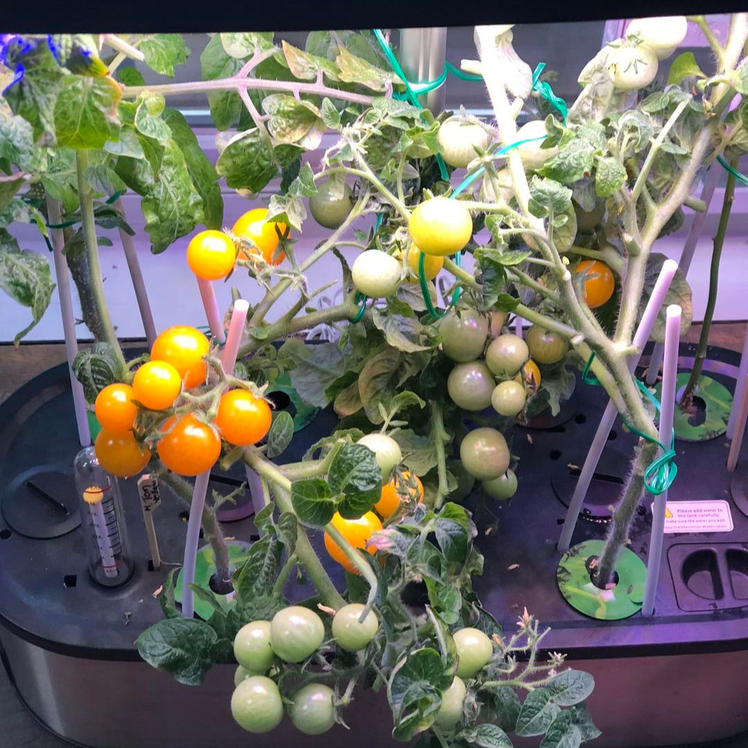 LetPot LPH-SE Hydroponic Growing System