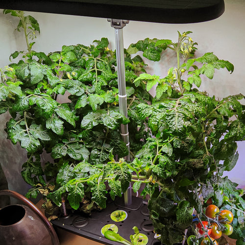 LetPot LPH-SE Hydroponic Growing System